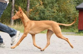 Izzie on the move. Photo: Ingvild Stenby Langhelle