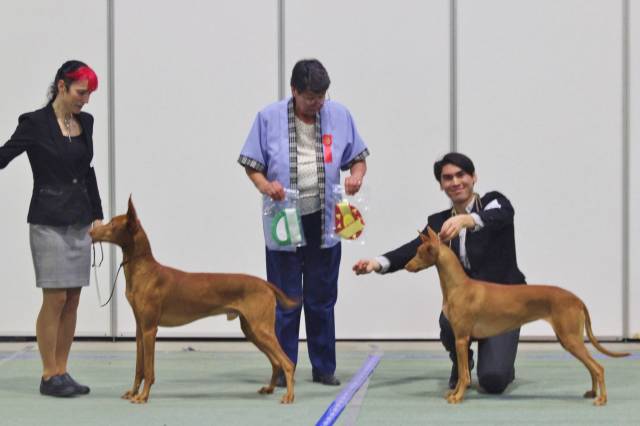 BOS Faouziah's Faramir and BOB Mesmerizing Made In Heaven.