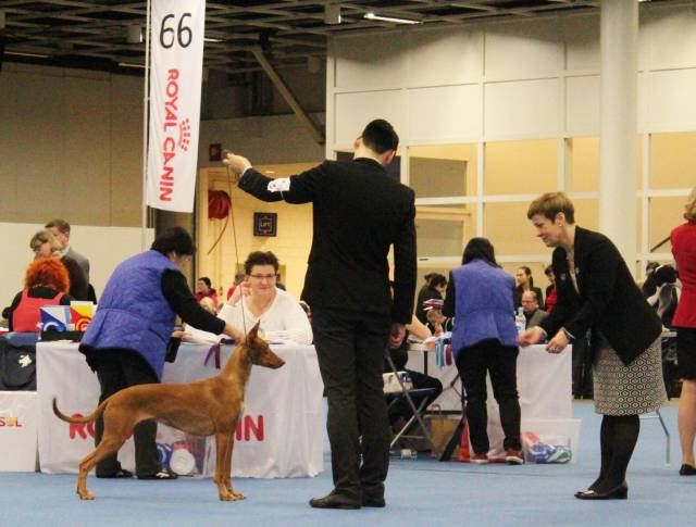 Halla in the breed ring.