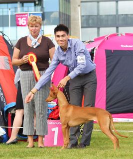 Ch. Mesmerizing Made In Heaven BOB & CACIB at Oslo INT 2011. Photo: Adriane Andersen.