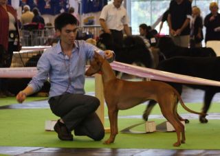 New World Wnner, C.I.B. & French Champion - Mesmerizing Made In Heaven. Photo: Adriane Andersen.