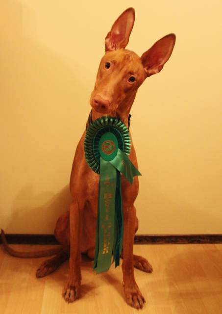 Storm posing together with his Group 4th-rosette!