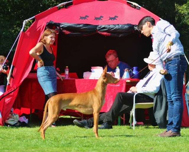 Storm in the breed ring. Photo by Josefin Karlsson.