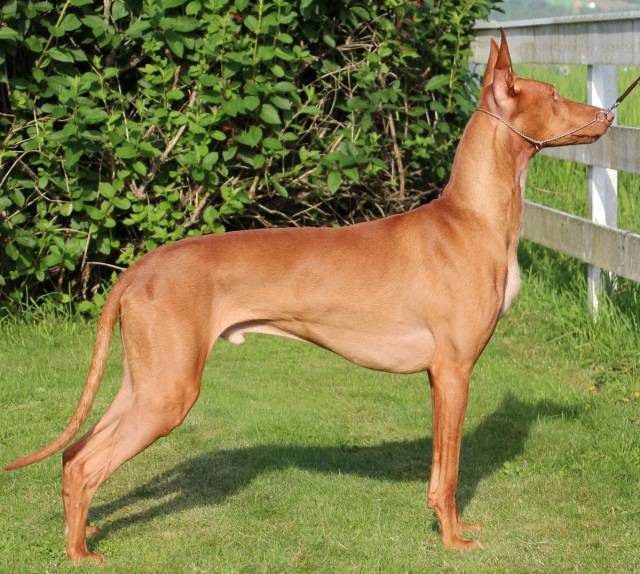 Storm 14 months old