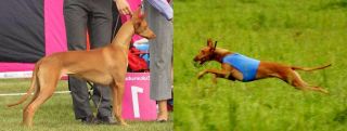 Izzie Pharaoh Hound of the Year 2011!