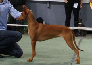Izzie going BOB at NKK Hamar INT. KC Show October 2010. Photo: Cornelia Sofie Undheim
