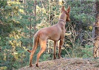 In the woods. Seven months old. Photo: STH