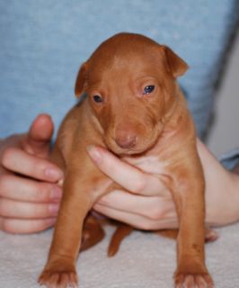 Izzie 18 days old. Photo: Ann Moring
