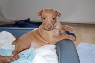PH puppy. Photo: Simon Tien Hansen.