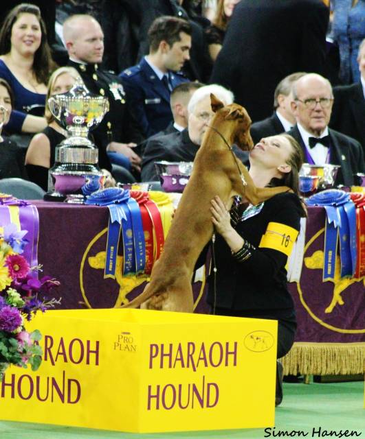 Summer and Grahm in the Hound Group at Madison Square Garden! Photo: Simon Tien Hansen