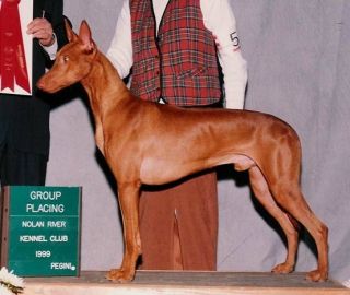 Izzie's sire AM CH MultiBIS Anubis'Horus of Ghazzi-Isis JC