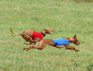 Lure Coursing. Photo: Simon Tien Hansen.