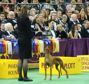 Summer and Grahm competing in the Hound Group at Madison Square Garden. Photo: Simon Hansen.
